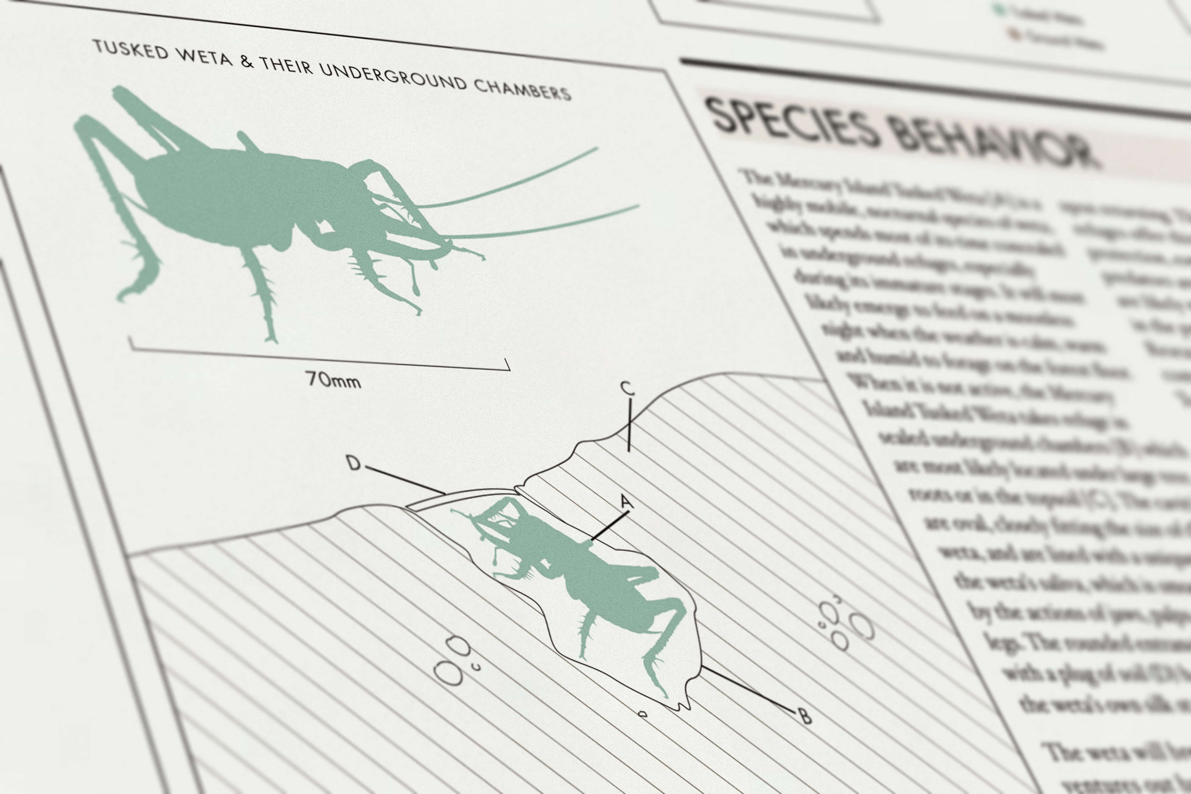 Threatened Native Species of New Zealand: Mercury Island Tusked Weta. Personal infographics project